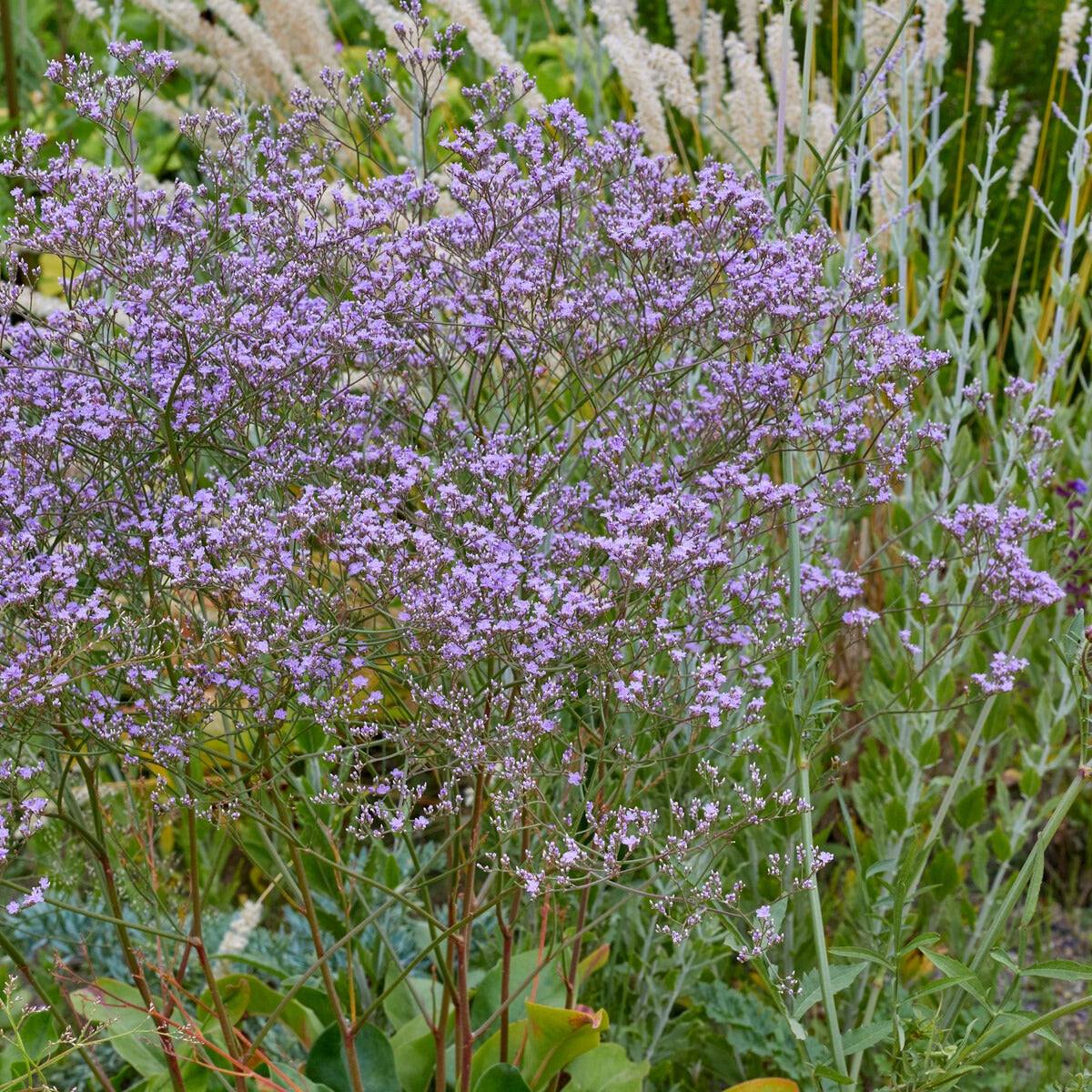 Zeelavendel - Limonium gerberi - Bakker