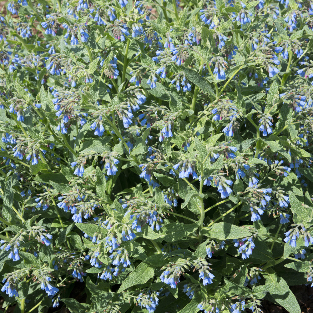 Smeerwortel - Symphytum azureum - Bakker