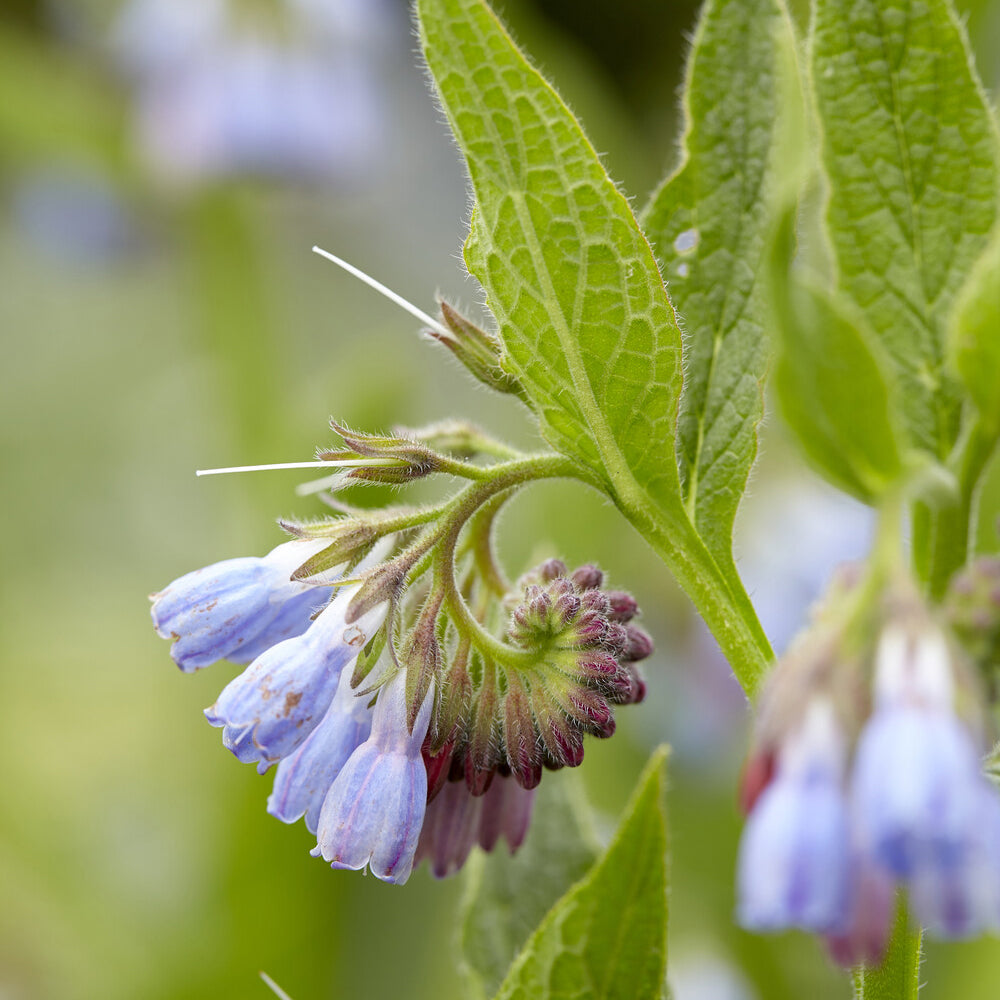 Vaste planten - Smeerwortel - Symphytum azureum