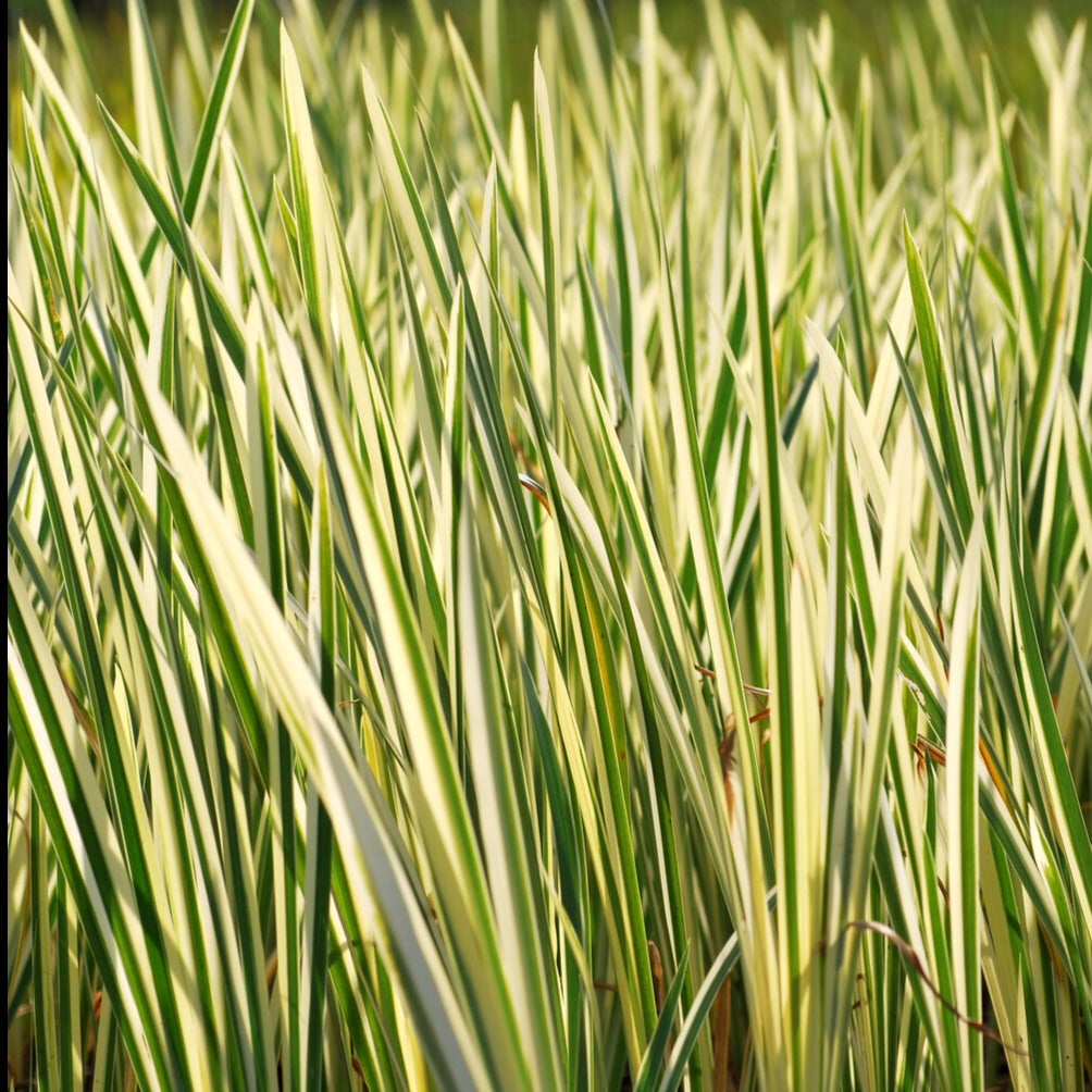 Bonte kalmoes - Acorus calamus variegatus - Bakker