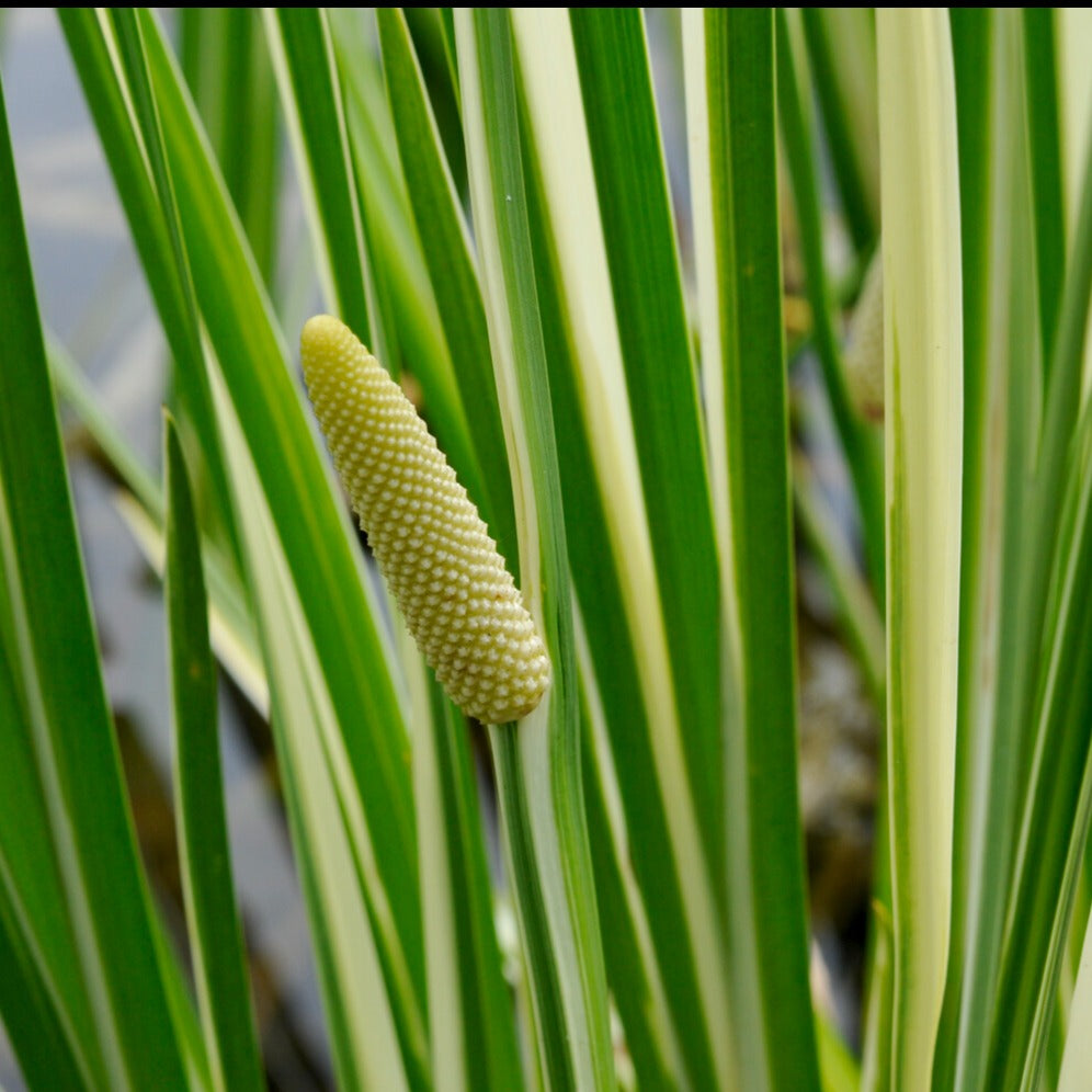 Acorus calamus variegatus - Bonte kalmoes - Oeverplanten
