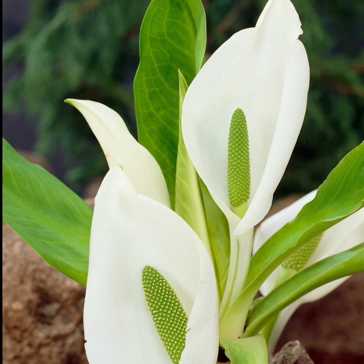 Witte aronskelk - Lysichiton camtschatcensis - Bakker