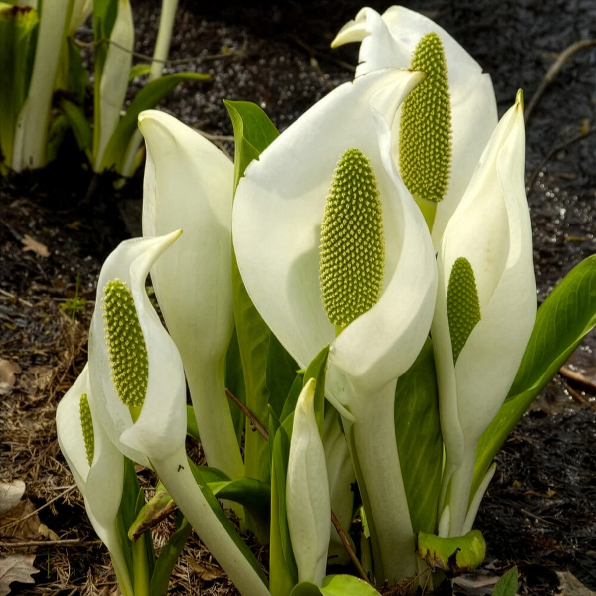 Witte aronskelk - Bakker