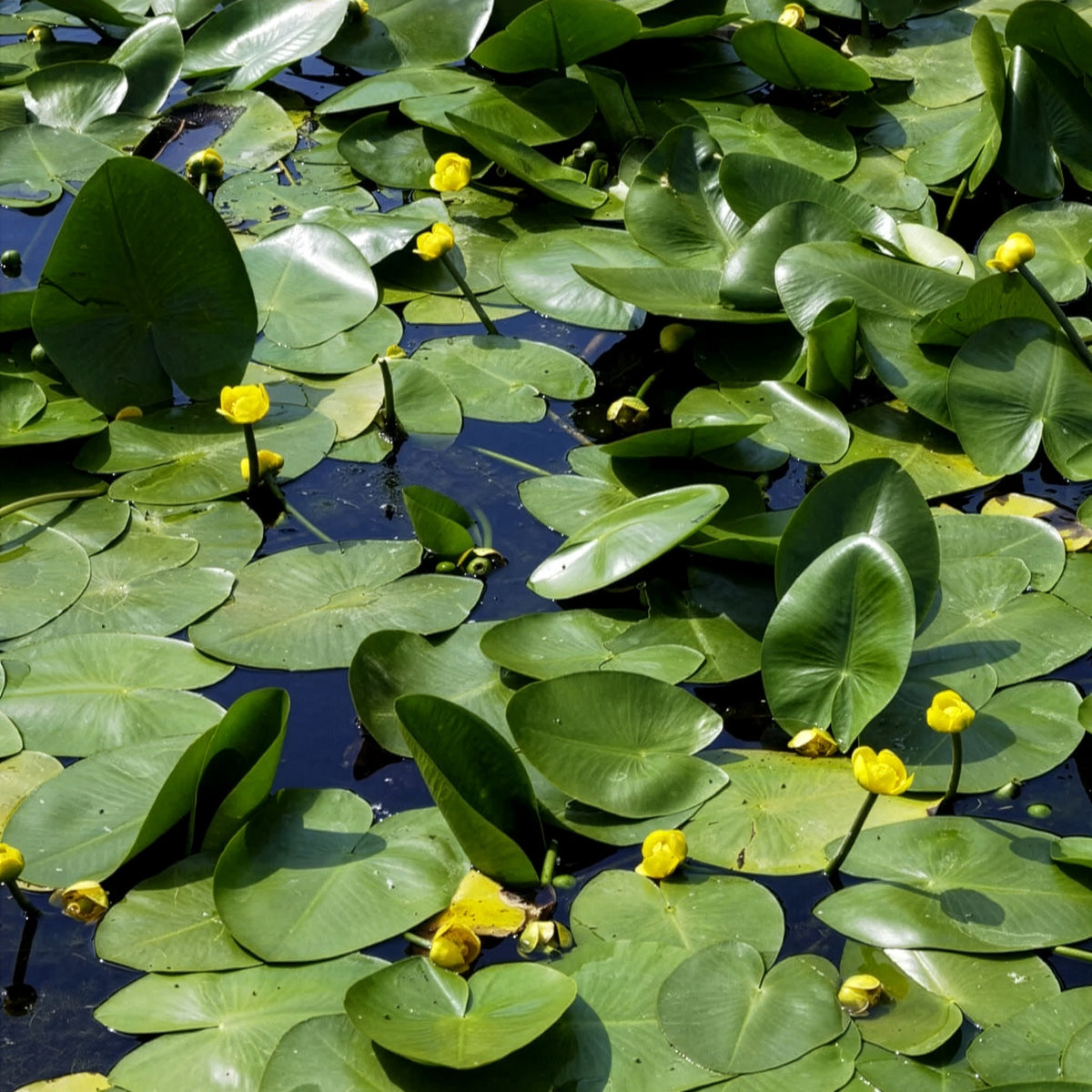 Waterlelies - Gele plomp - Nuphar lutea