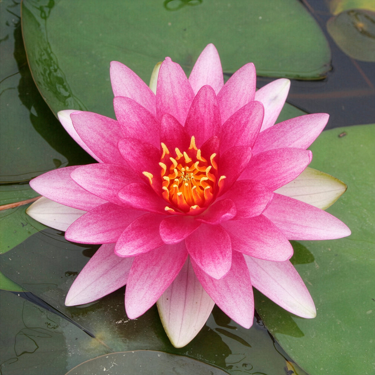 Waterlelie 'Charles de Meurville' - Bakker