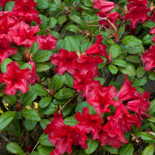 Rhododendron 'Scarlet Wonder' - Bakker