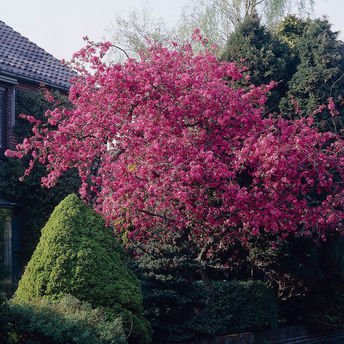 Sierappel 'Liset' - Bakker