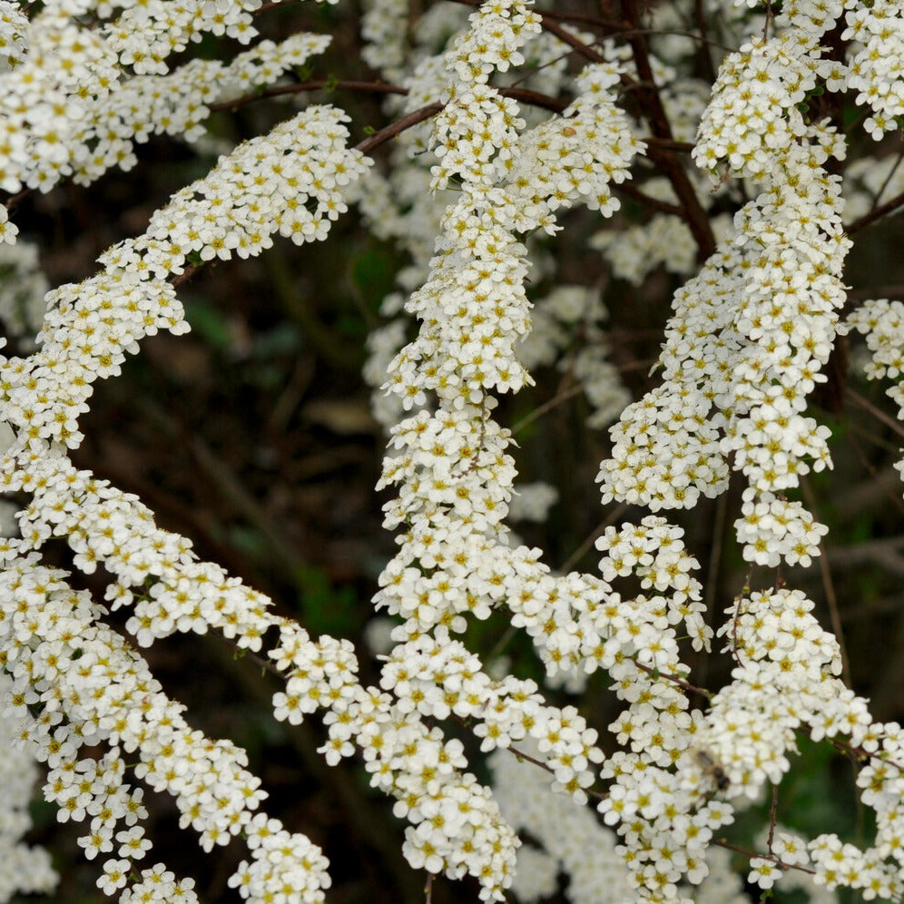 Spierstruik arguta - Spiraea arguta - Bakker