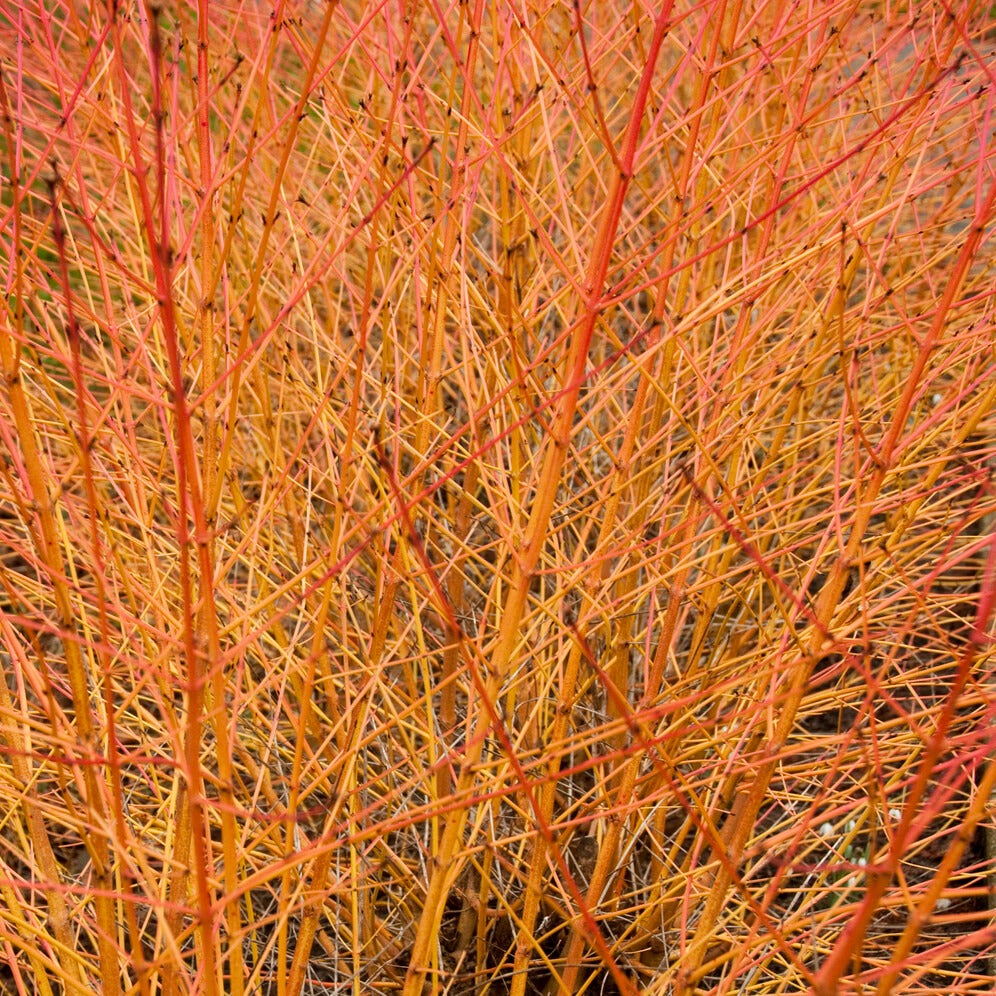 Rode kornoelje 'Midwinter Fire'