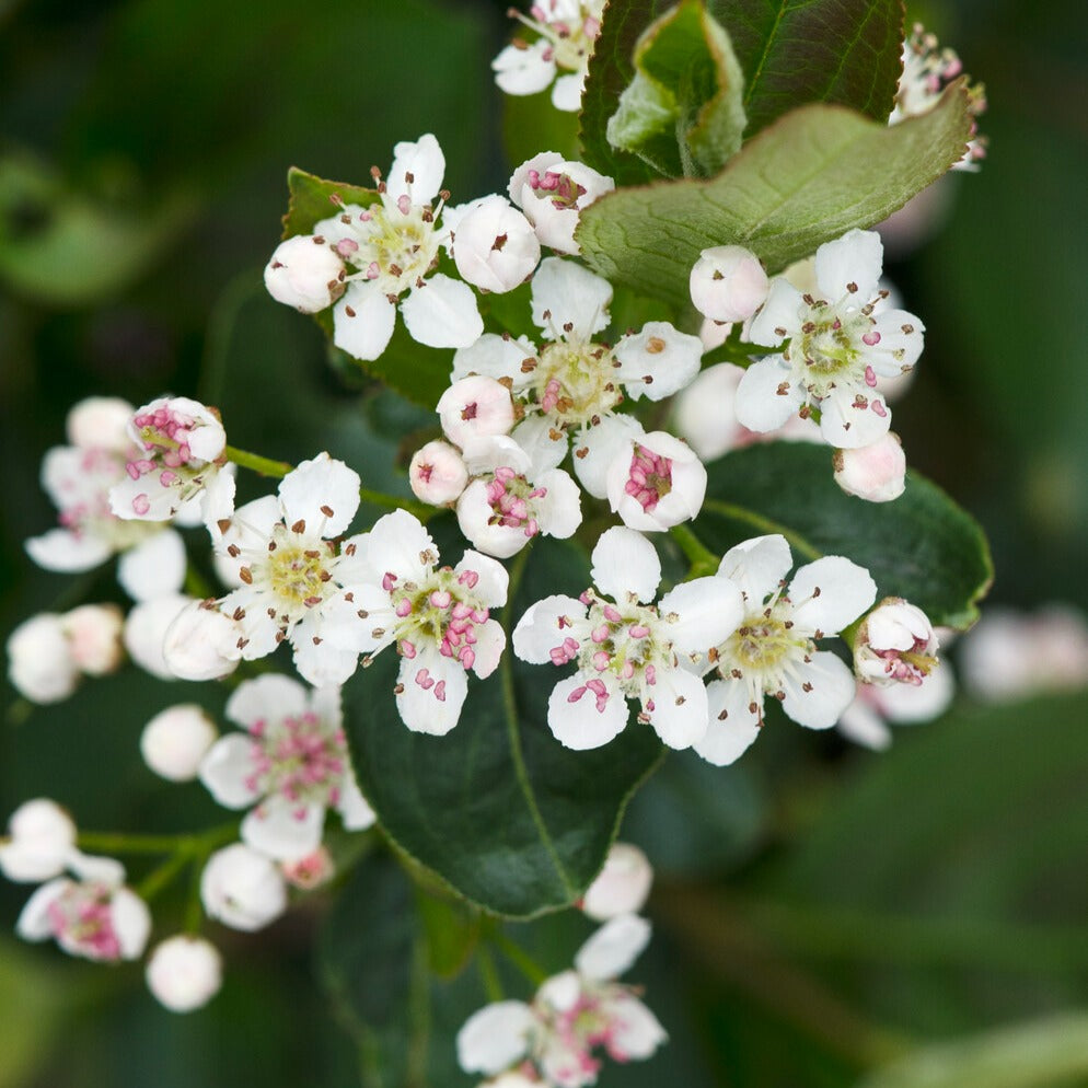 Zwarte appelbes - Aronia melanocarpa - Bakker