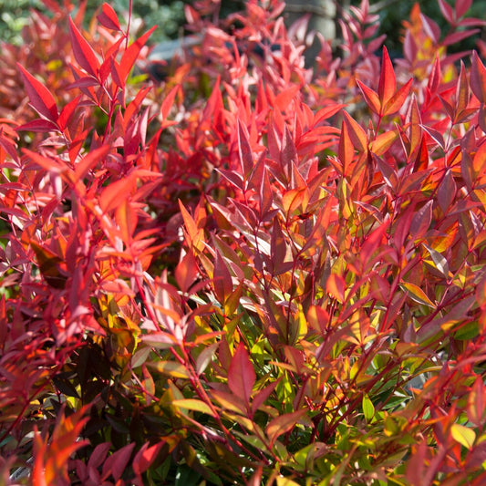 Hemelse bamboe 'Gulf Stream' - Bakker