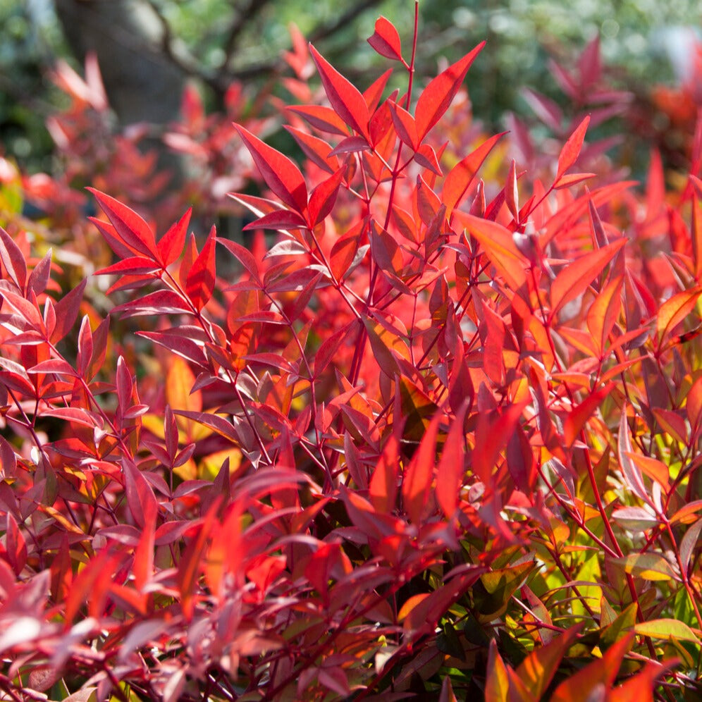 Hemelse bamboe 'Gulf Stream' - Nandina domestica Gulf Stream - Bakker