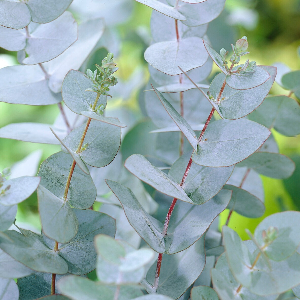 Eucalyptus blue store