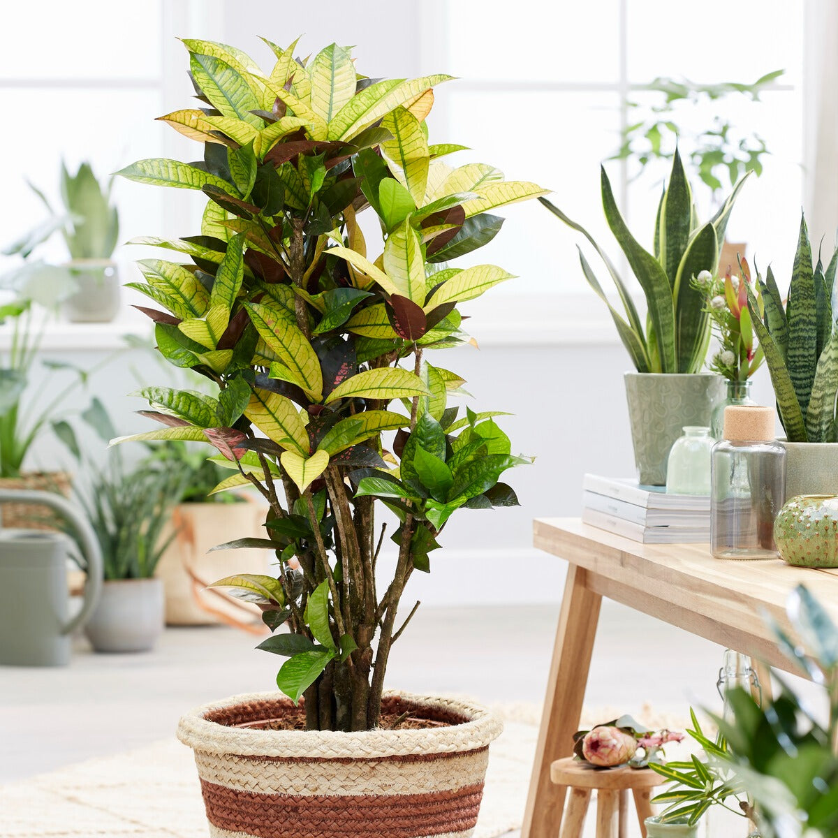 Croton 'Mrs. Iceton' - Bakker