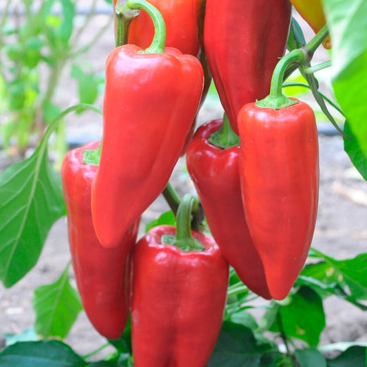 Paprika 'Piquillo' - Bakker