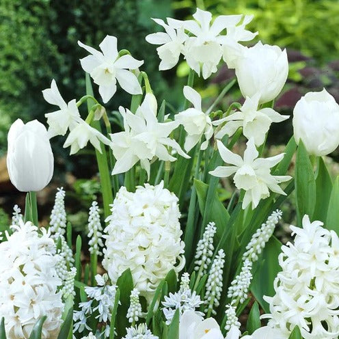Bloembollen Witte Rand mix (x35) - Bakker
