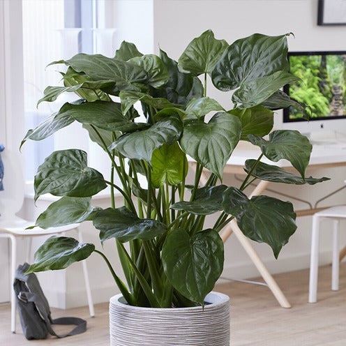 Dwergolifantsoor - Alocasia cucullata - Bakker