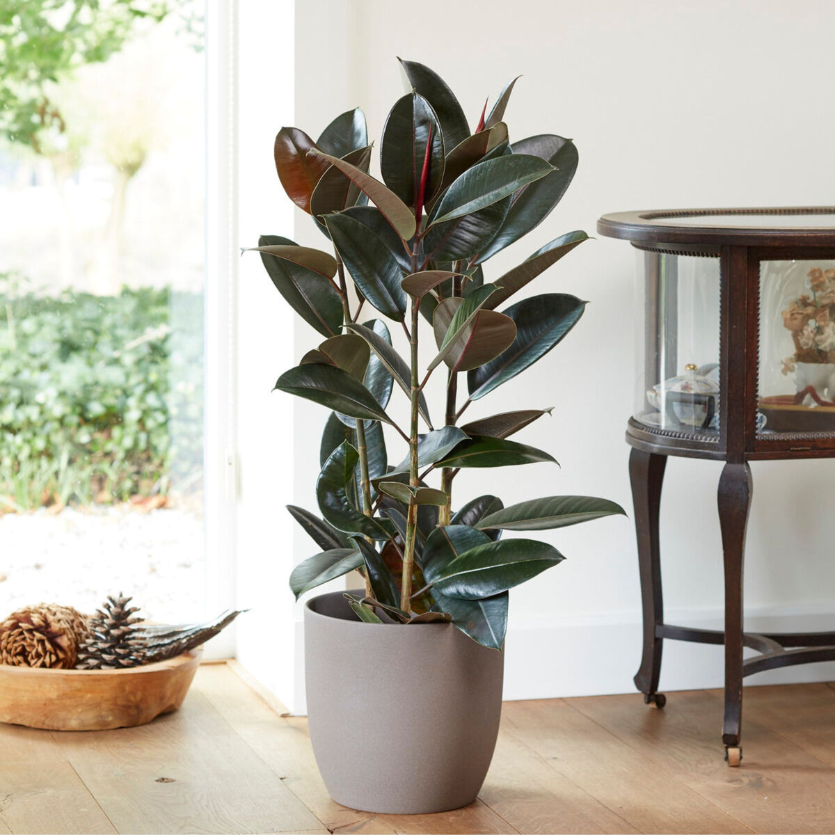 Rubberplant Robusta - Bakker
