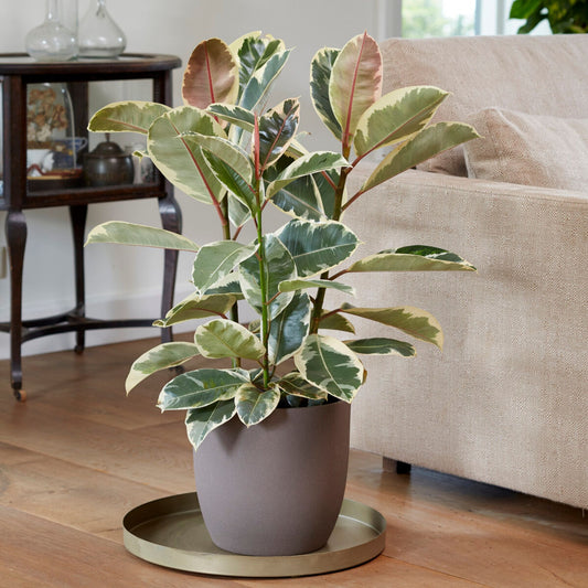 Tineke Rubberplant - Ficus elastica Tineke