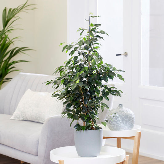 Danielle Treursmurf - Ficus benjamina Danielle - Kamerplanten