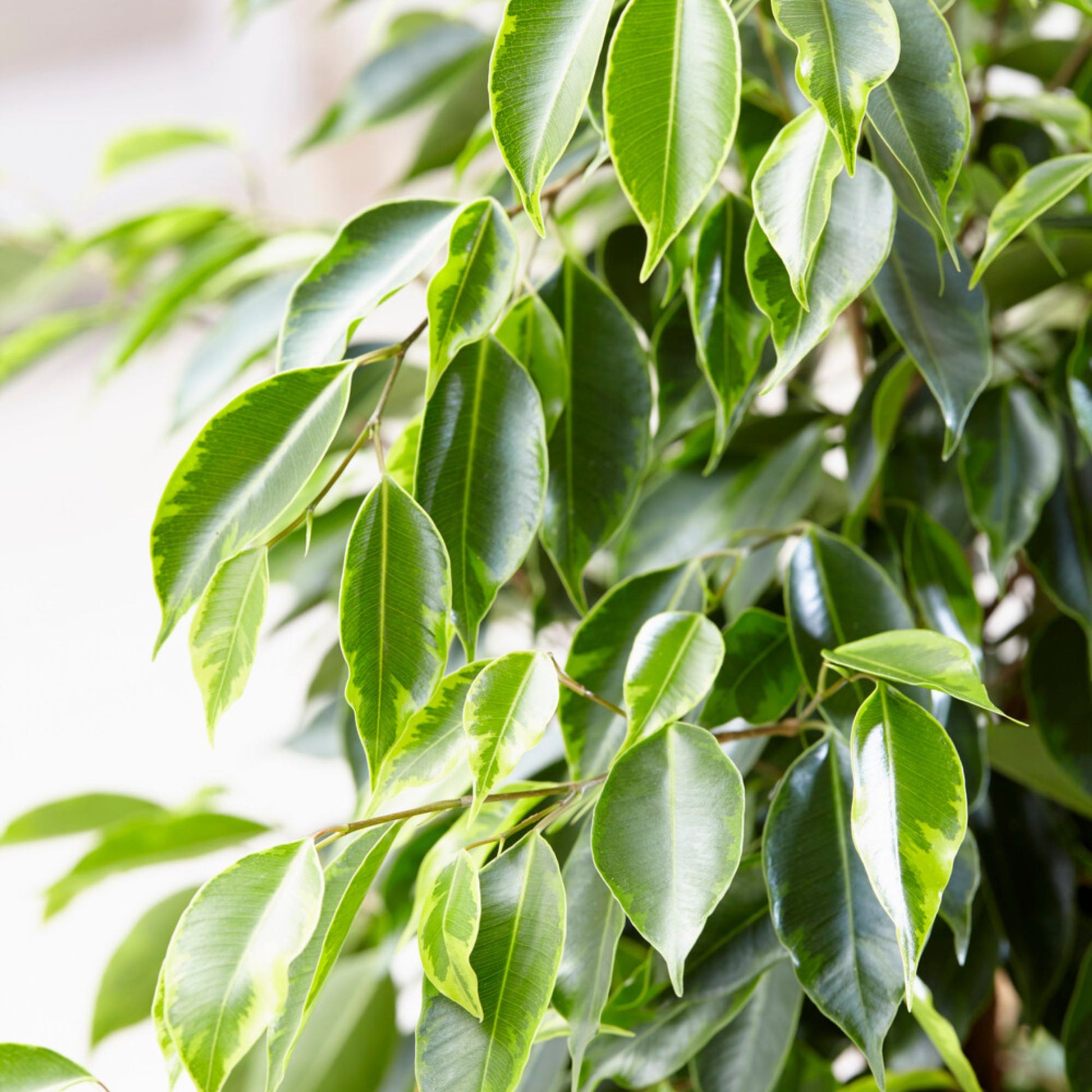 Treurvijg Anastasia - Ficus benjamina Anastasia - Bakker