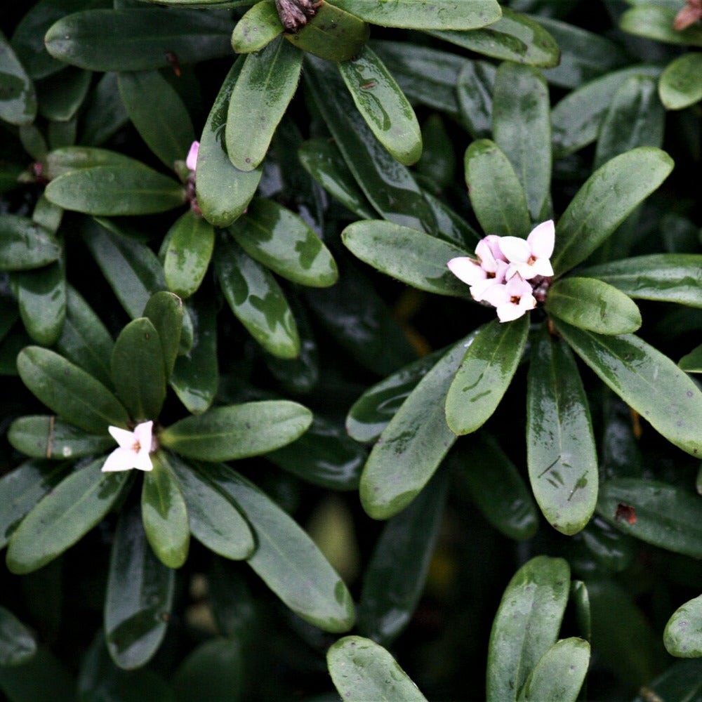 Daphne transatlantica Eeuwige Geur Blafra - Daphne x transatlantica Eternal Fragrance Blafra - Bakker