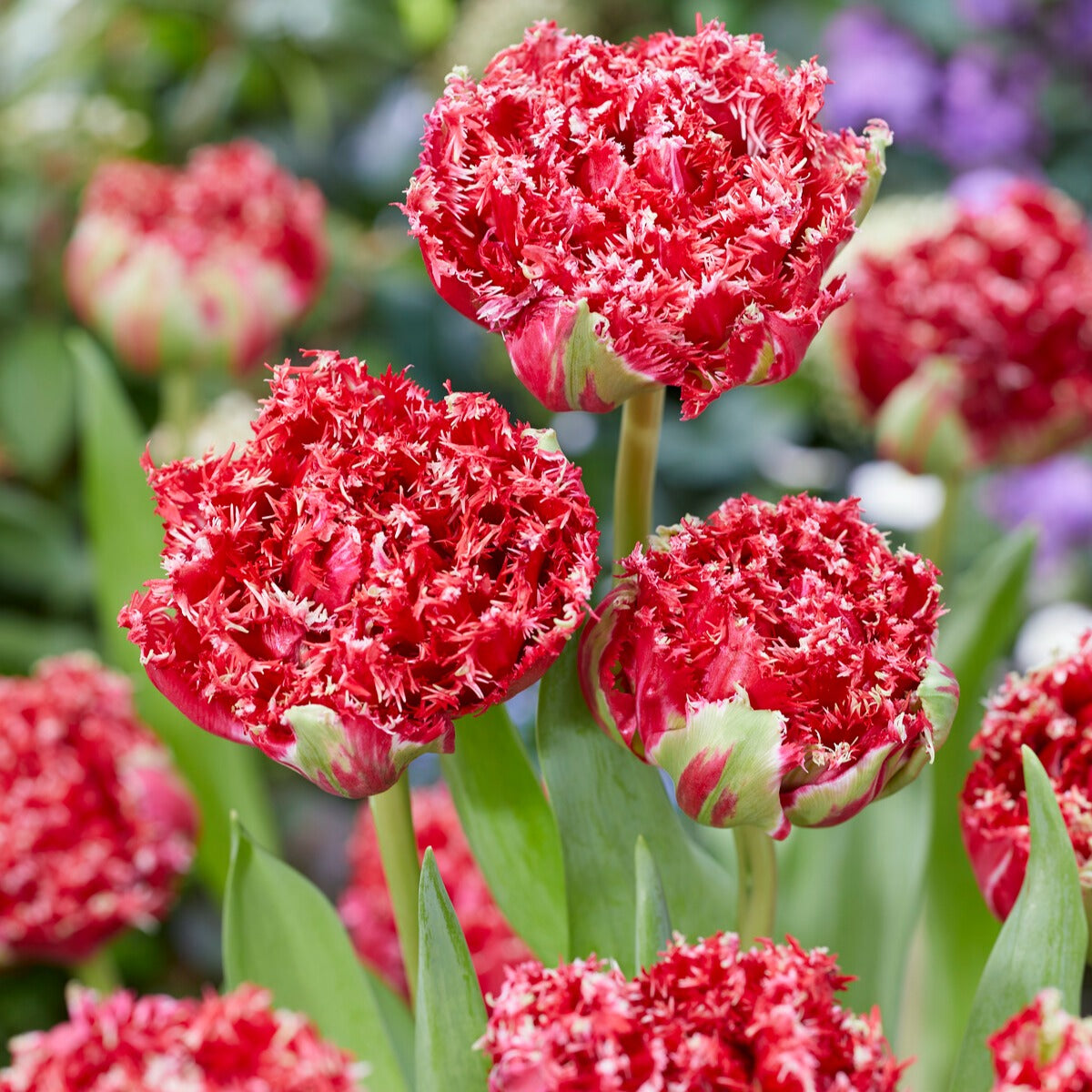 5 Dubbele gefranjerde tulpen Qatar - Bakker