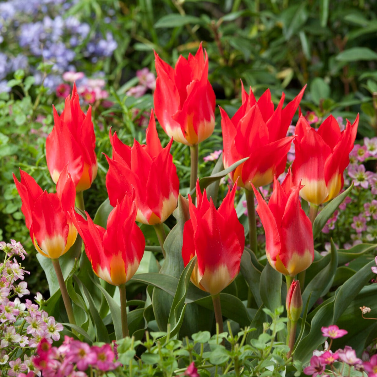 Tulipa Fosteriana Flames Mystery - 5 Tulpen 'Flames Mystery' - Tulpen