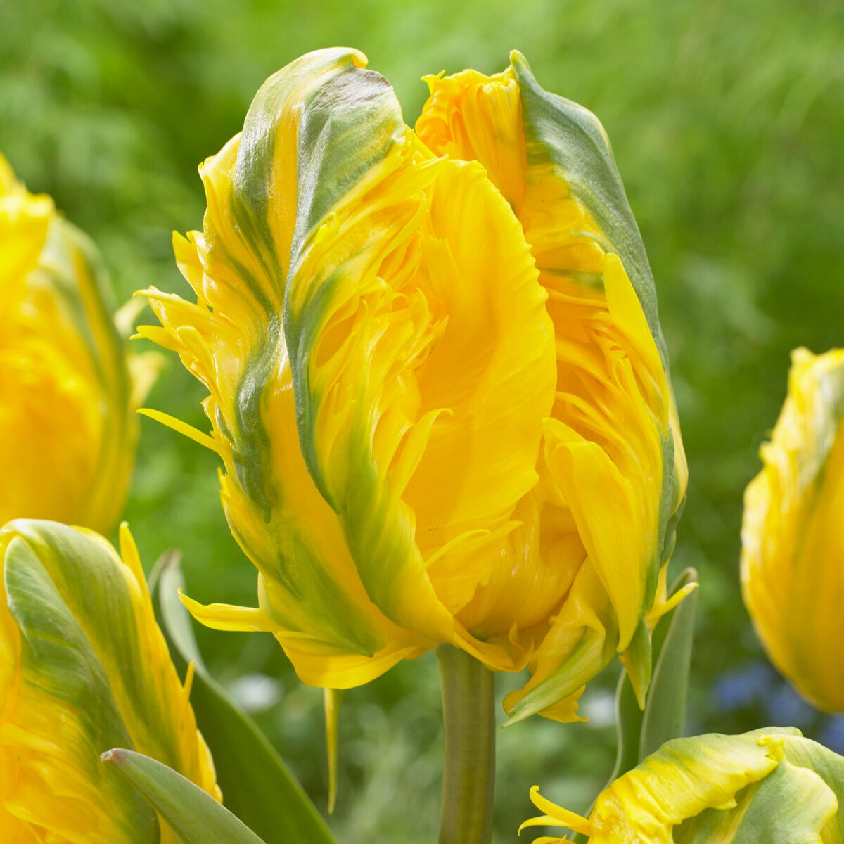 5 Papegaaitulpen 'Jan Van Nes' - Tulipa Parrot Jan van Nes - Bakker