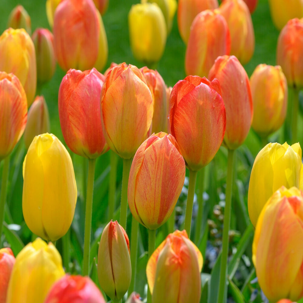 Tulipa Single Late Rhapsody of Smiles - 5 Tulpen 'Rhapsody of Smiles' - Tulpen
