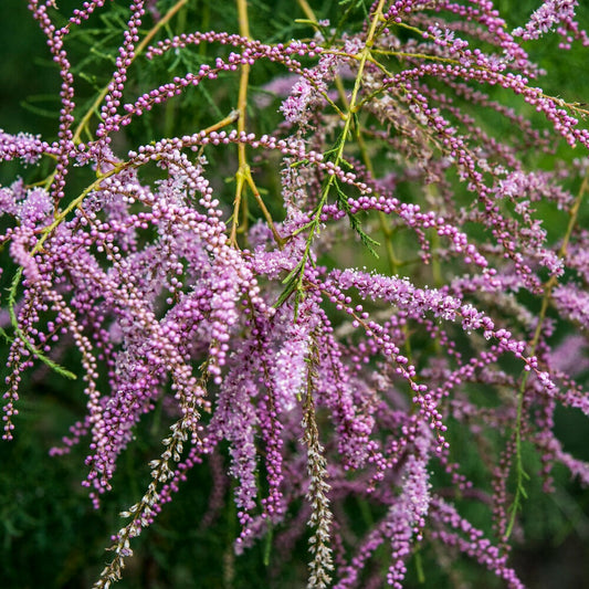 Zomer Tamaris - Bakker