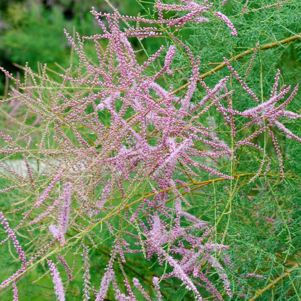 Tamarix Pink Cascade - Zomer Tamaris - Bloeiende heesters