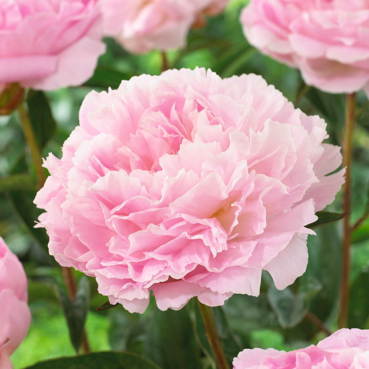 Paeonia lactiflora Albert Crousse - Pioenroos Albert Crousse - Pioenrozen