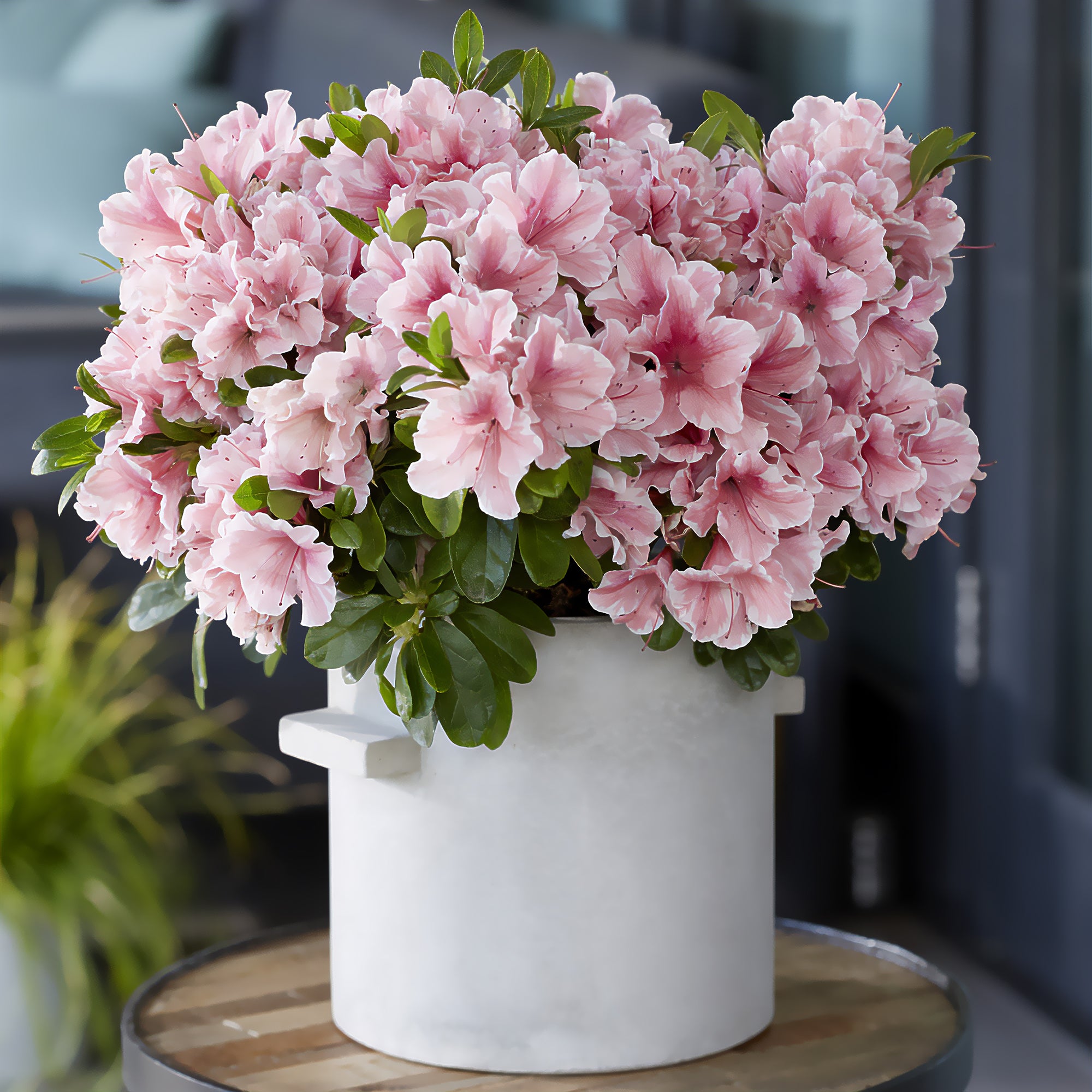 Azalea Encore® Sunburst - Rhododendron Encore® Sunburst | Bakker.com