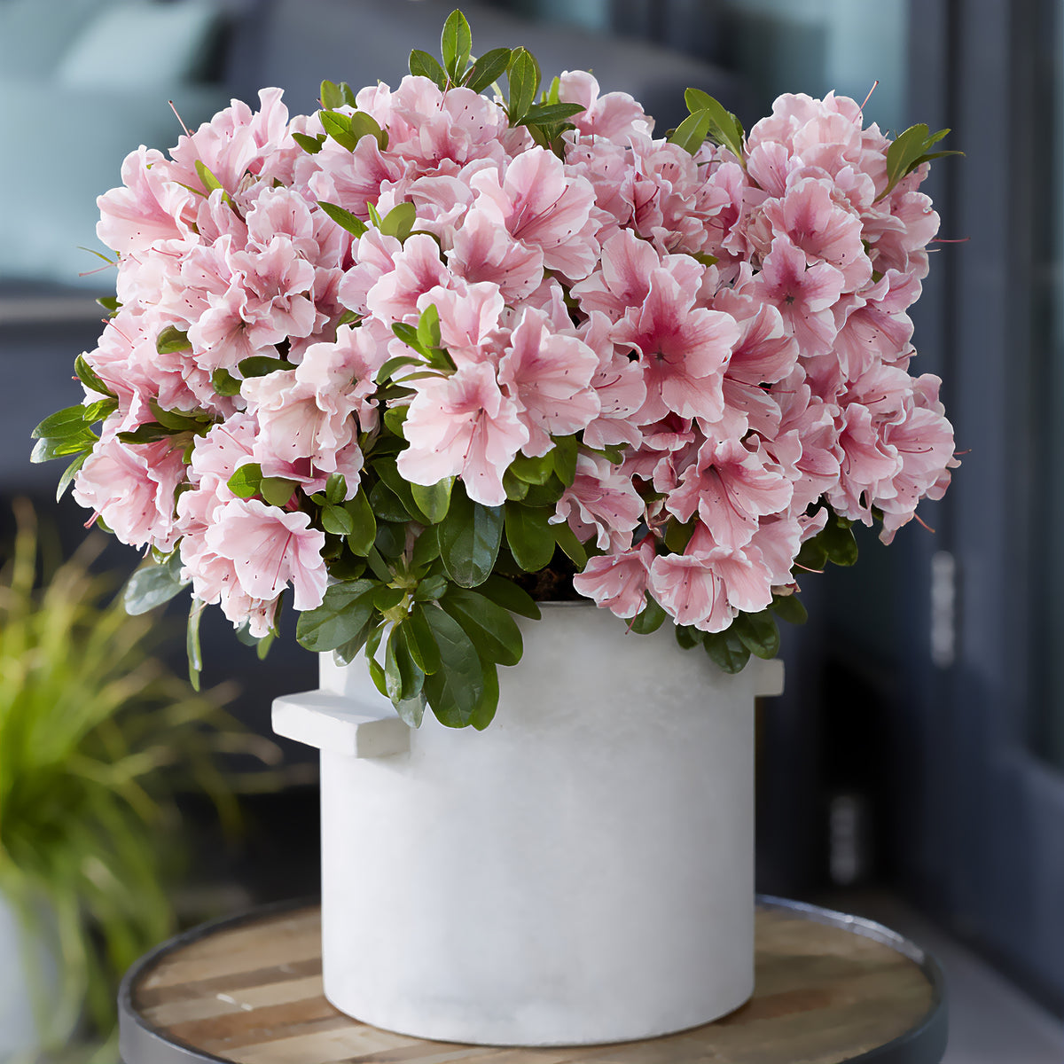 Azalea Encore® Sunburst - Rhododendron Encore® Sunburst - Bakker
