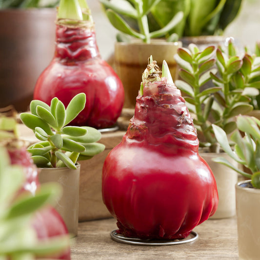 Wax Amaryllis Gloss X Mas Red - Bakker