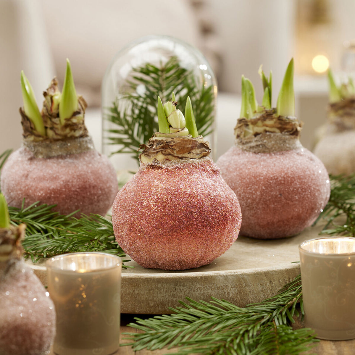 Wax Amaryllis Magic Rosé Gold - Bakker