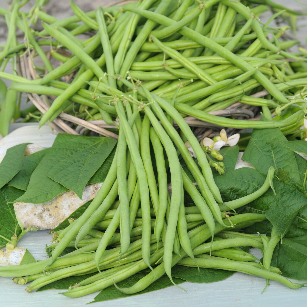Sperzieboon 'Mangetout Castandel' - Phaseolus vulgaris nain mangetout castandel (obt. clause) - Bakker