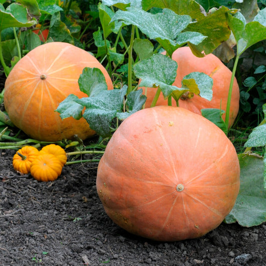 Reuzenpompoen 'Atlantic Giant' - Bakker