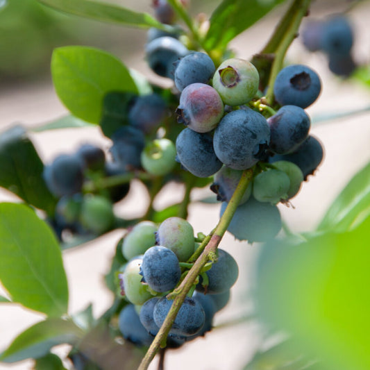 Blauwe bes 'Giant Patriot' - Bakker