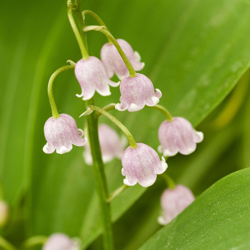 Verkoop Lelietjes-van-Dalen - roze - Convallaria majalis Rosea