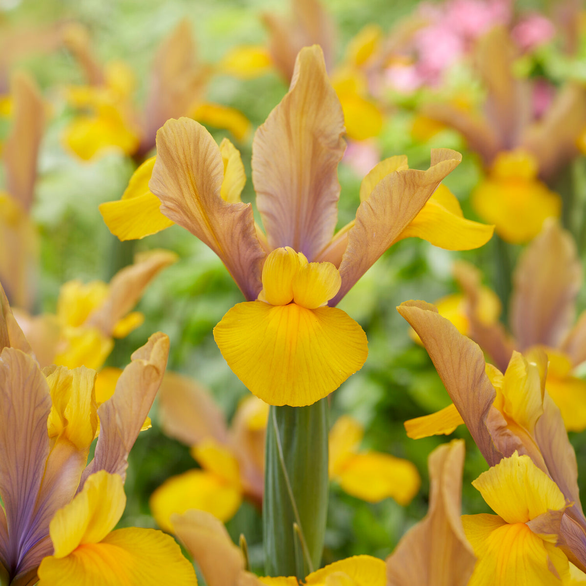 Iris 'Bronze Perfection' (x10) - Iris hollandica bronze perfection - Bakker