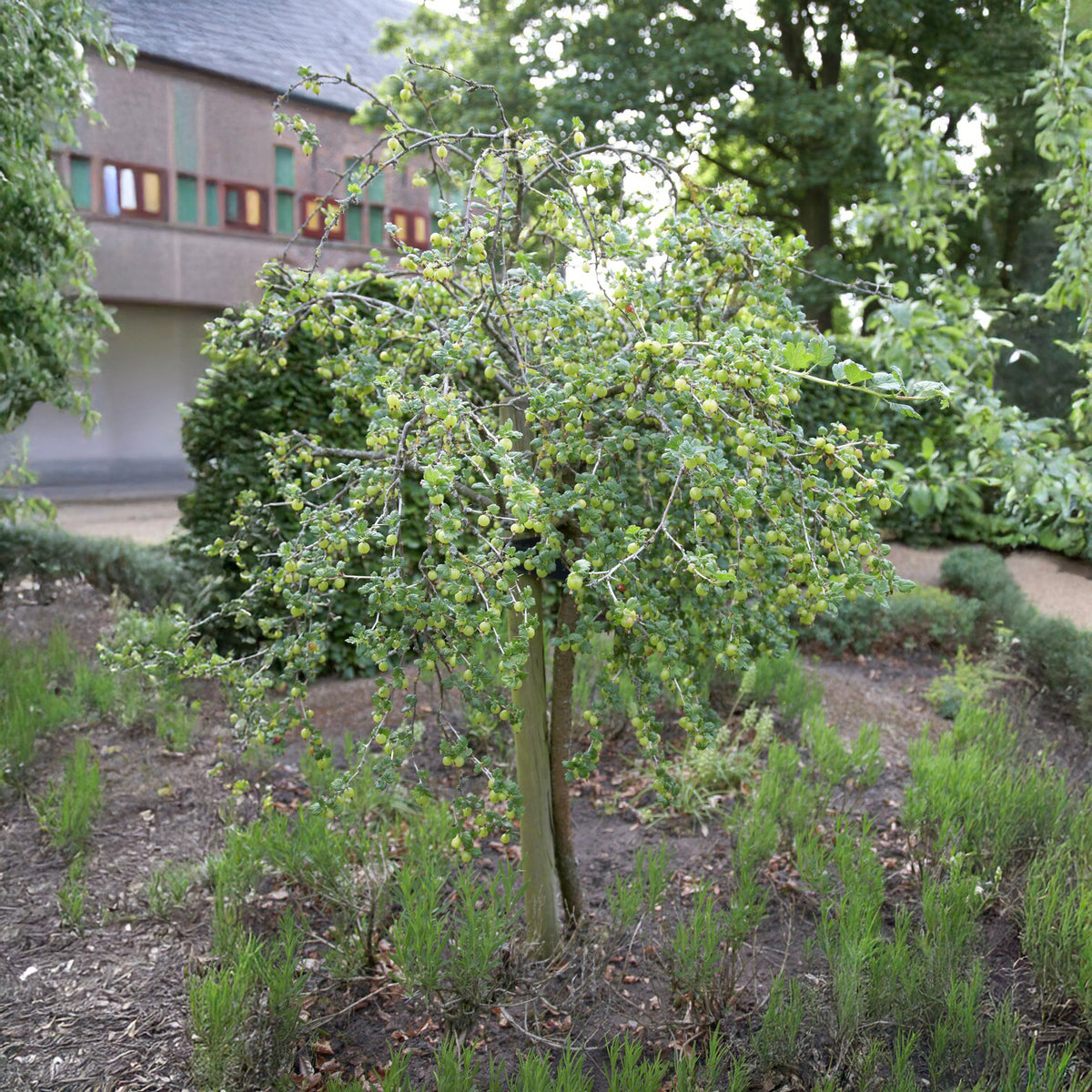 Witte kruisbes op stam - Ribes uva-crispa Hinnonmäki Grün - Bakker