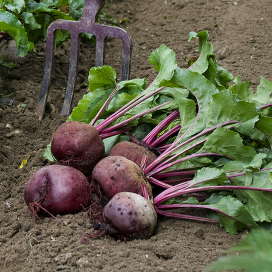 Bieten 'Kogel 5 Loki' - Bakker