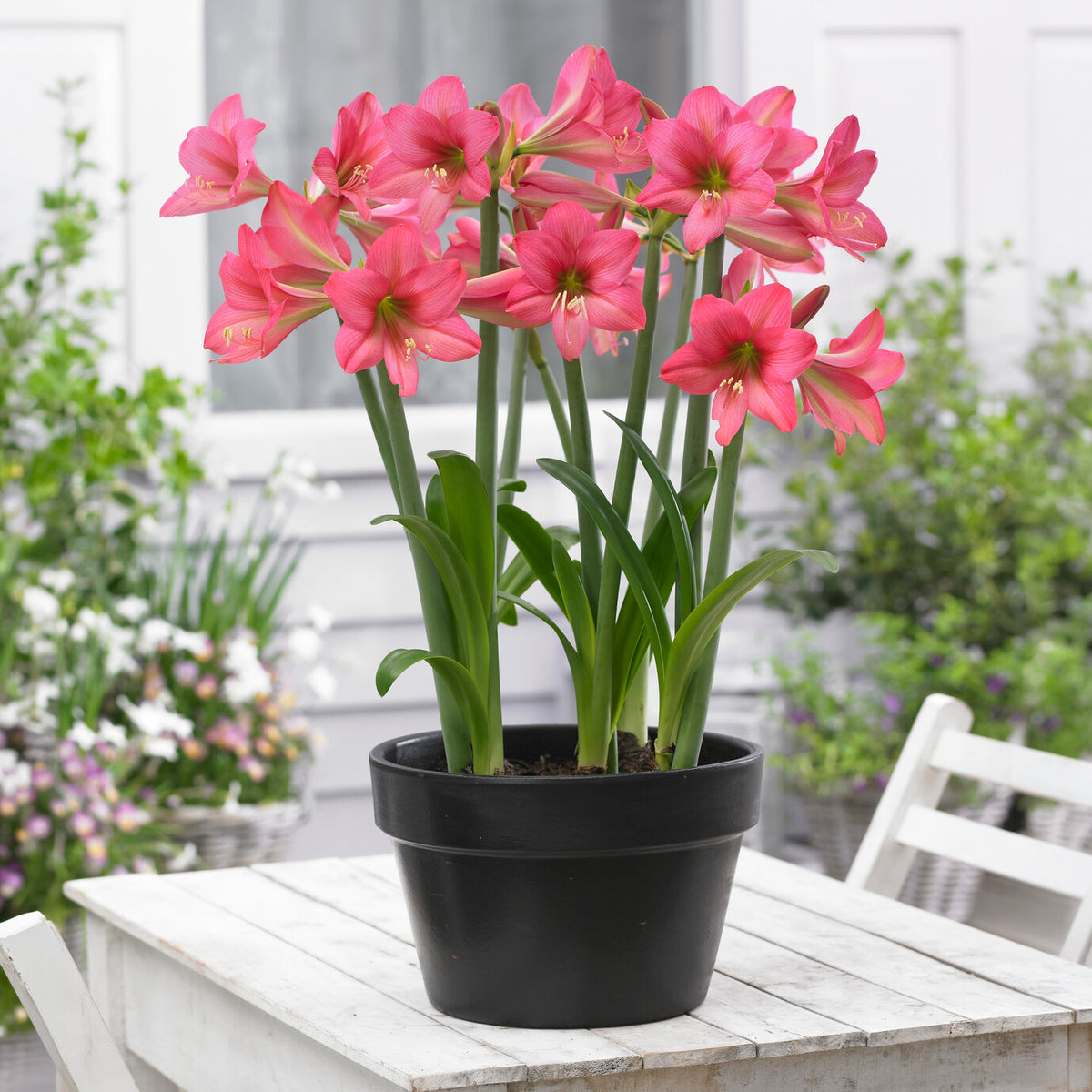 Amaryllis 'Sweet Sixteen'
