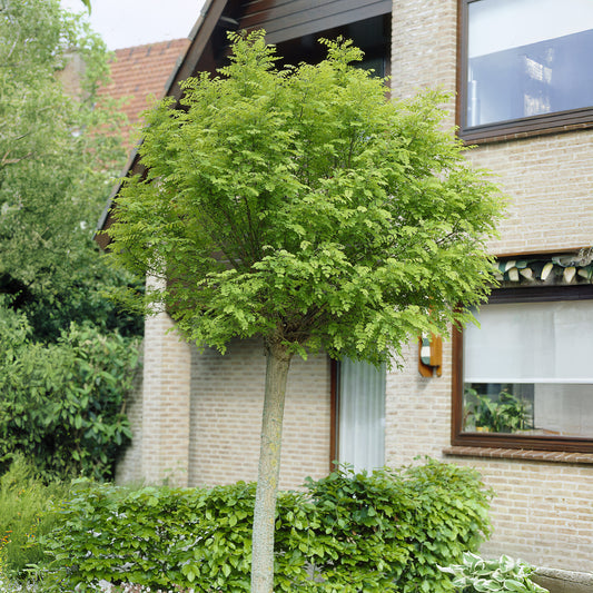 Robinia op stam - Bakker