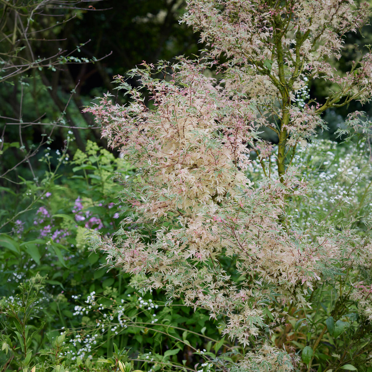 Japanse esdoorn 'Taylor' - Acer palmatum Taylor - Bakker