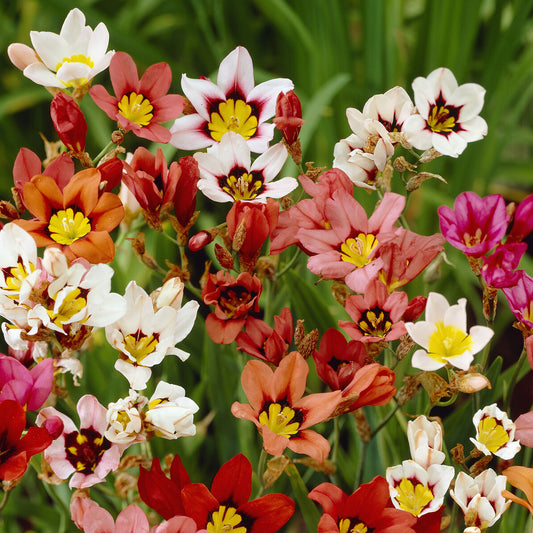 Zigeunerbloem - tricolor (x25) - Bakker