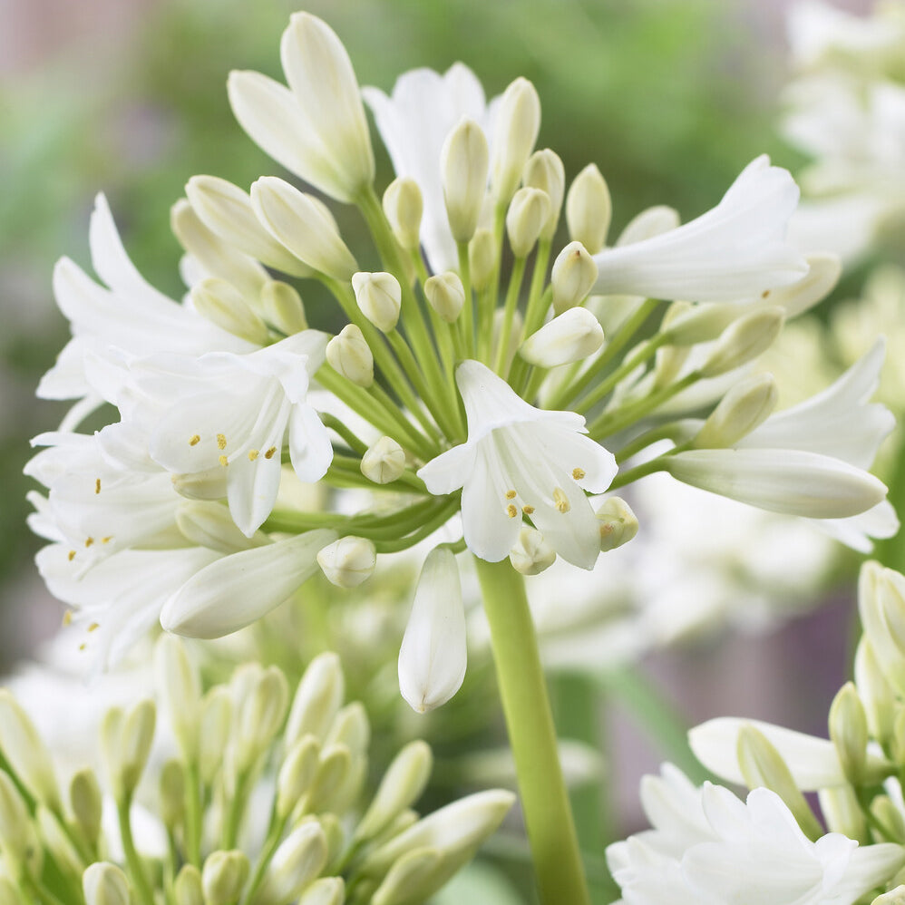 Afrikaanse lelie 'Polar Ice' - Agapanthus Polar Ice - Bakker