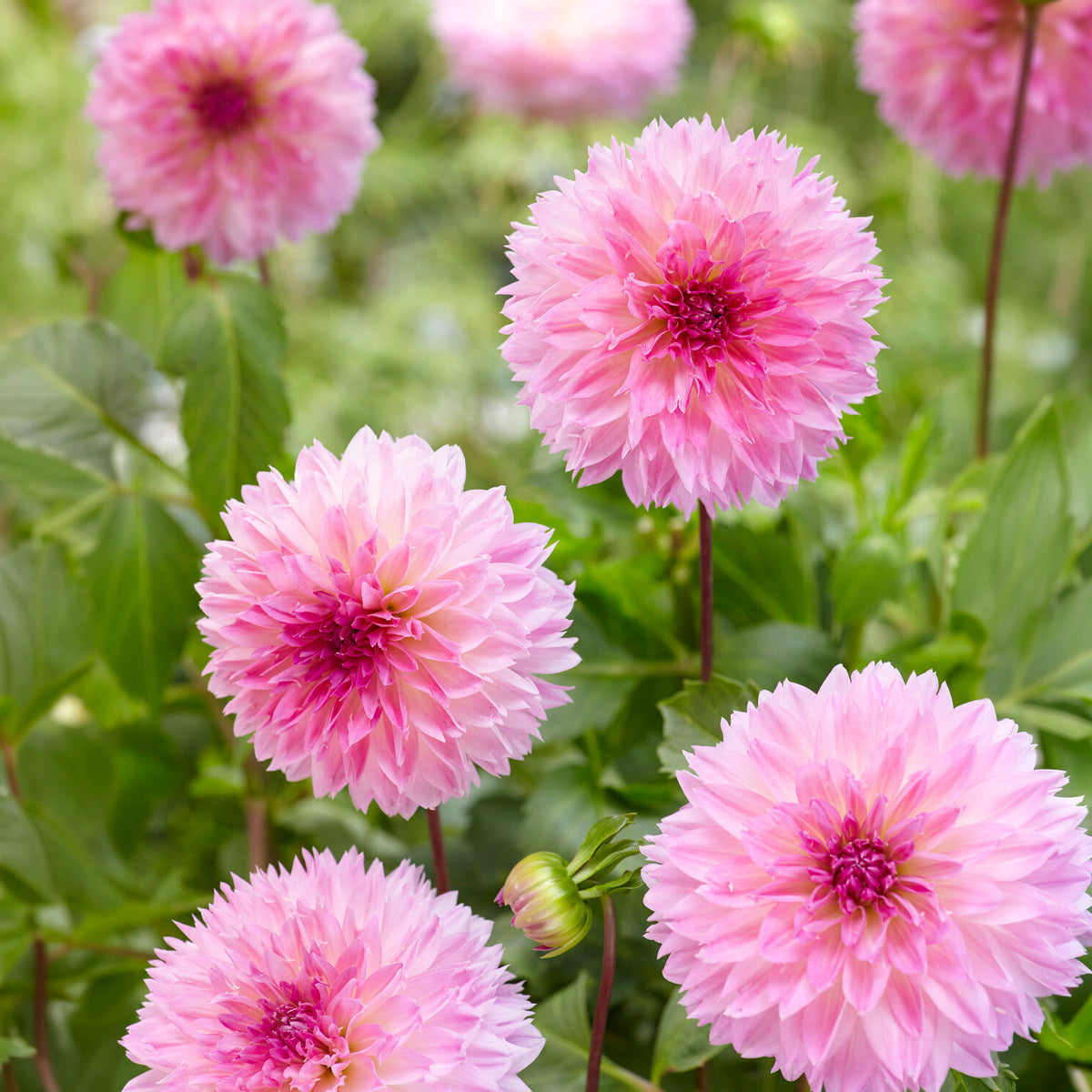 Dahlia 'Sakura Fubuki' (x3) - Bakker